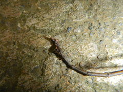 Argosarchus horridus