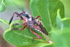 Apiomerus floridensis