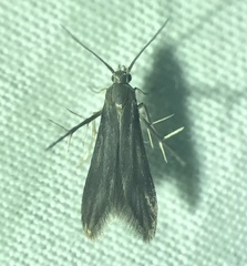 Schreckensteinia erythriella