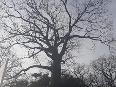 Ceiba trischistandra