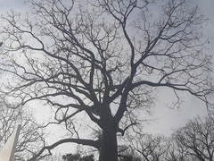 Ceiba trischistandra