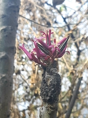 Vasconcellea parviflora