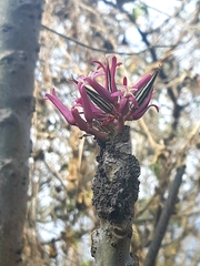Vasconcellea parviflora