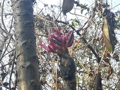 Vasconcellea parviflora