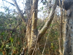 Vasconcellea parviflora