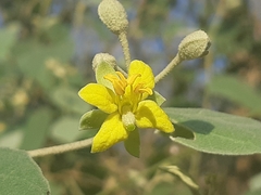 Capparicordis crotonoides