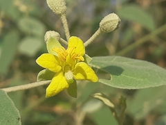 Capparicordis crotonoides