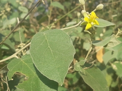 Capparicordis crotonoides