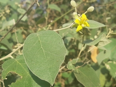 Capparicordis crotonoides