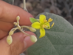 Capparicordis crotonoides