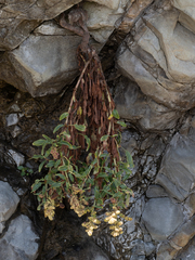 Rumex crassus