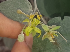 Capparicordis crotonoides