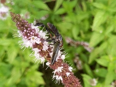Trichopoda lanipes