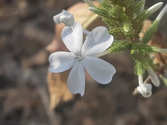 Plumbago zeylanica