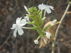 Plumbago zeylanica