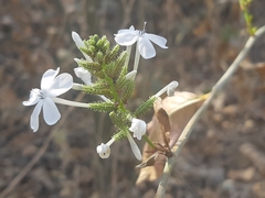 Plumbago zeylanica
