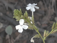 Plumbago zeylanica