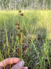 Cladium mariscoides