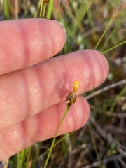 Xyris difformis