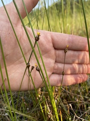 Xyris difformis