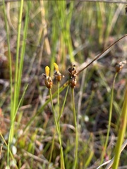 Xyris difformis
