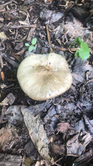 Melanoleuca brevipes