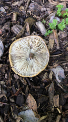 Melanoleuca brevipes