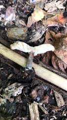 Melanoleuca brevipes