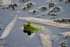 Euphlyctis hexadactyla