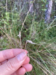 Trichophorum alpinum