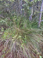 Trichophorum alpinum