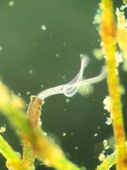 Folliculina