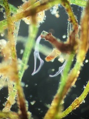 Folliculina