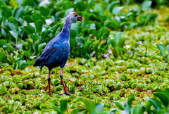Porphyrio poliocephalus