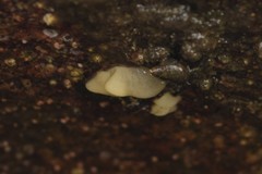 Onchidoris bilamellata