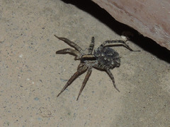 Camptocosa parallela