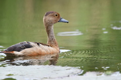 Dendrocygna javanica