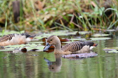 Dendrocygna javanica