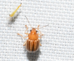 Colaspis floridiana