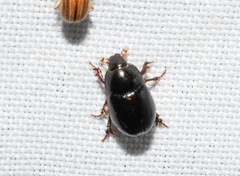 Hybosorus