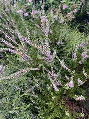 Calluna vulgaris