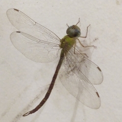 Triacanthagyna septima