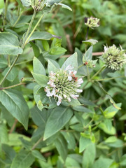 Pycnanthemum setosum