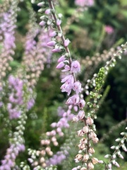 Calluna vulgaris