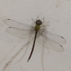 Triacanthagyna septima