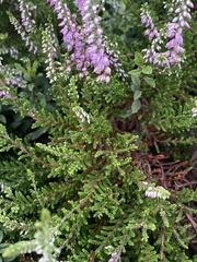 Calluna vulgaris