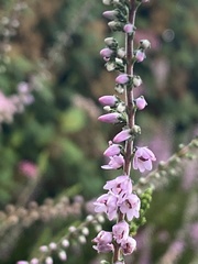 Calluna vulgaris