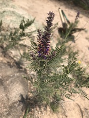 Amorpha canescens