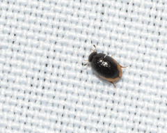 Cercyon praetextatus