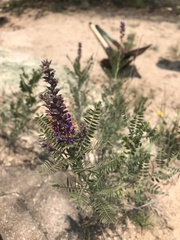 Amorpha canescens